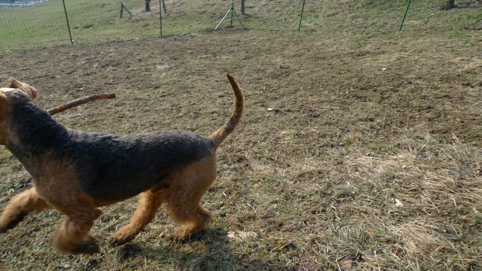 Mali princ in njegova zverina - foto povečava