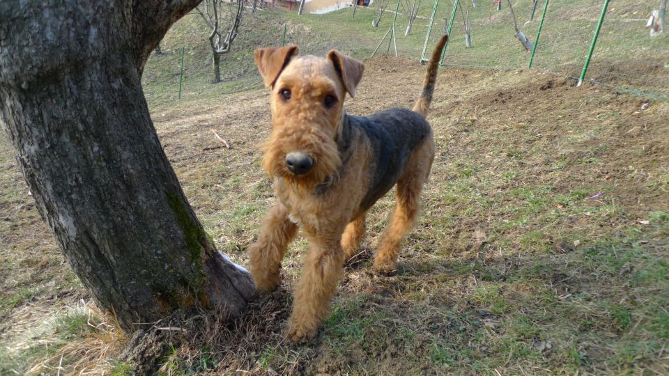 Mali princ in njegova zverina - foto povečava