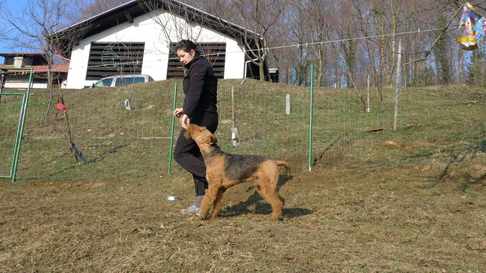 Mali princ in njegova zverina - foto povečava