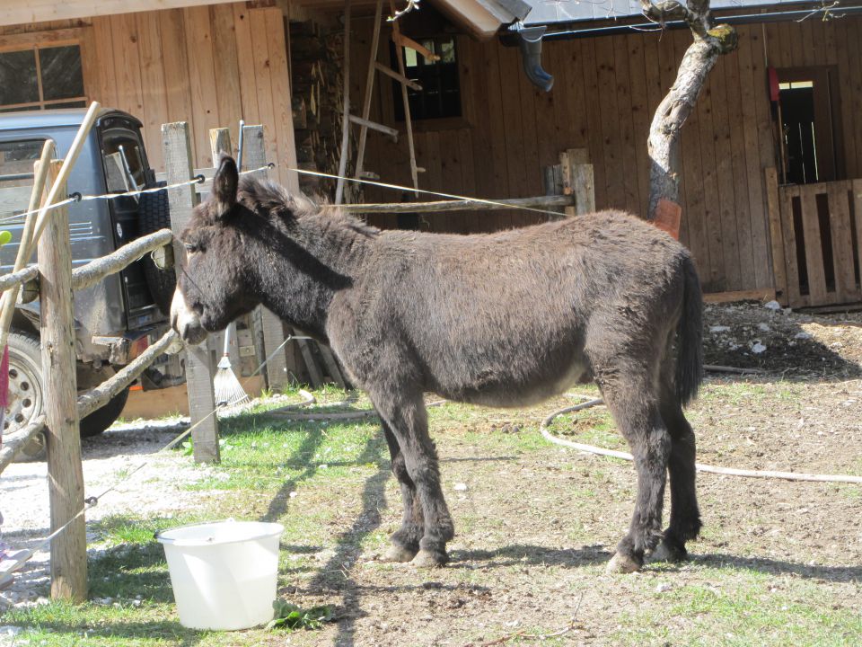 Logarska dolina, tabor, april 2014 - foto povečava