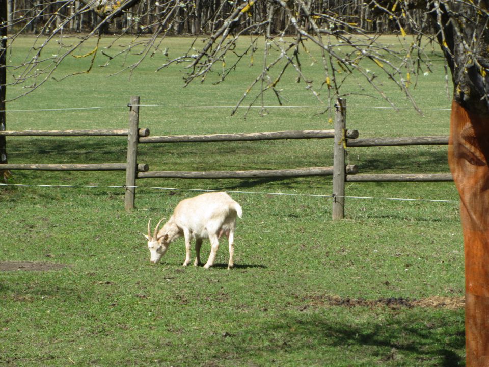 Logarska dolina, tabor, april 2014 - foto povečava