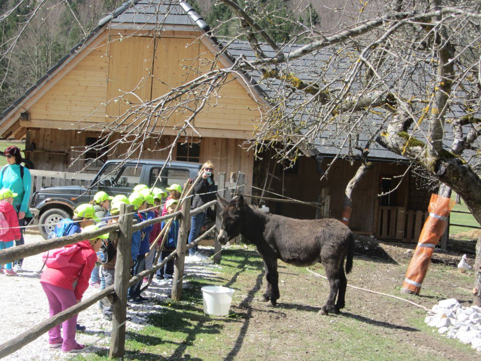 Logarska dolina, tabor, april 2014 - foto povečava