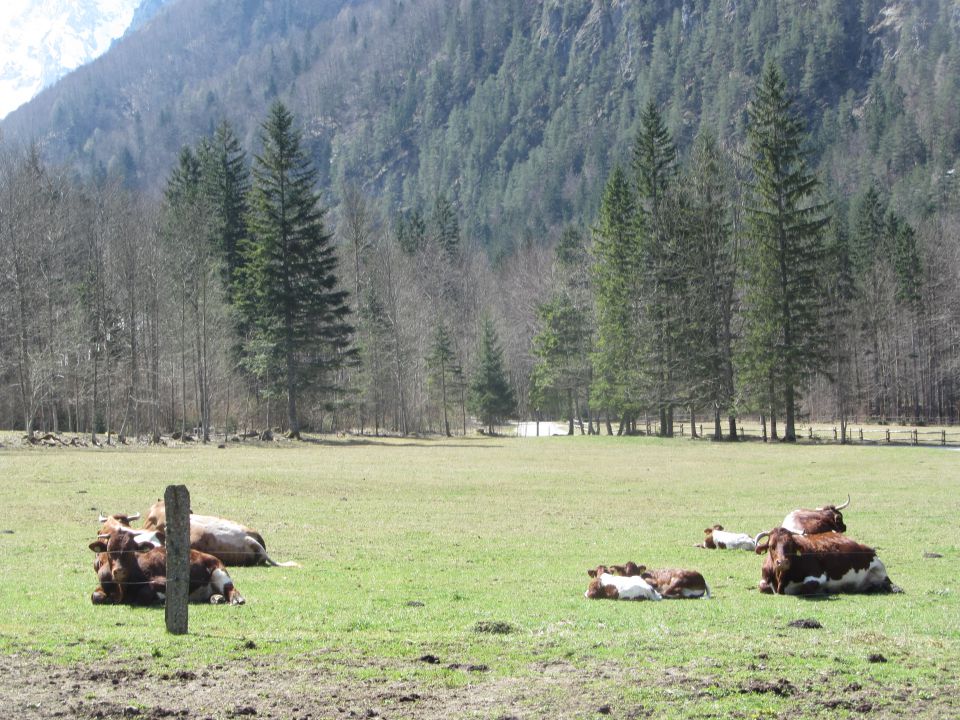 Logarska dolina, tabor, april 2014 - foto povečava