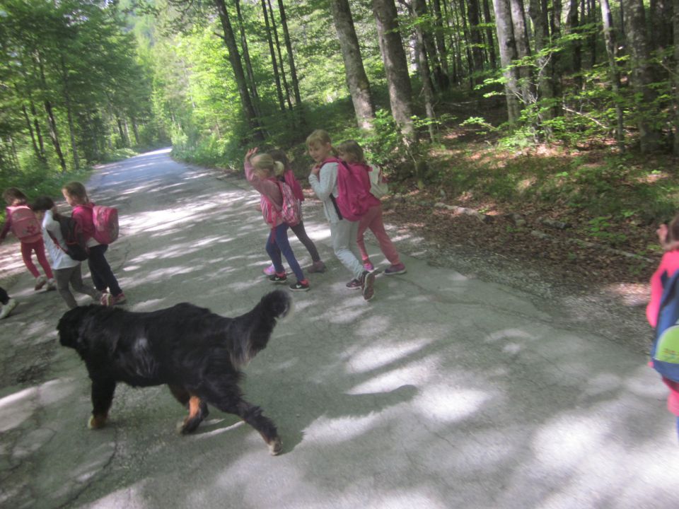 TABOR LOGARSKA DOLINA 2015 - foto povečava