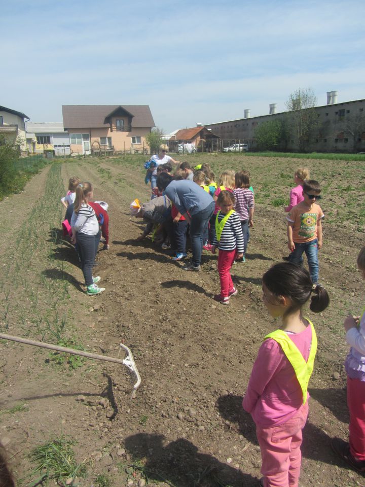 RUMENA  APRIL 2015 - foto povečava