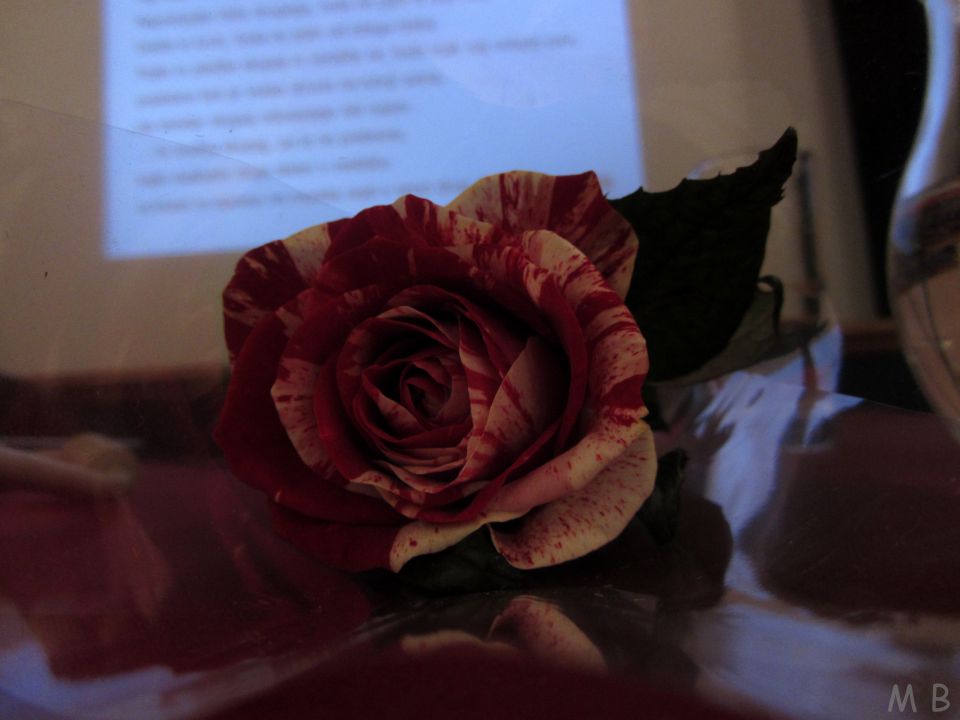 Cvet za prijateljico Tadejo.