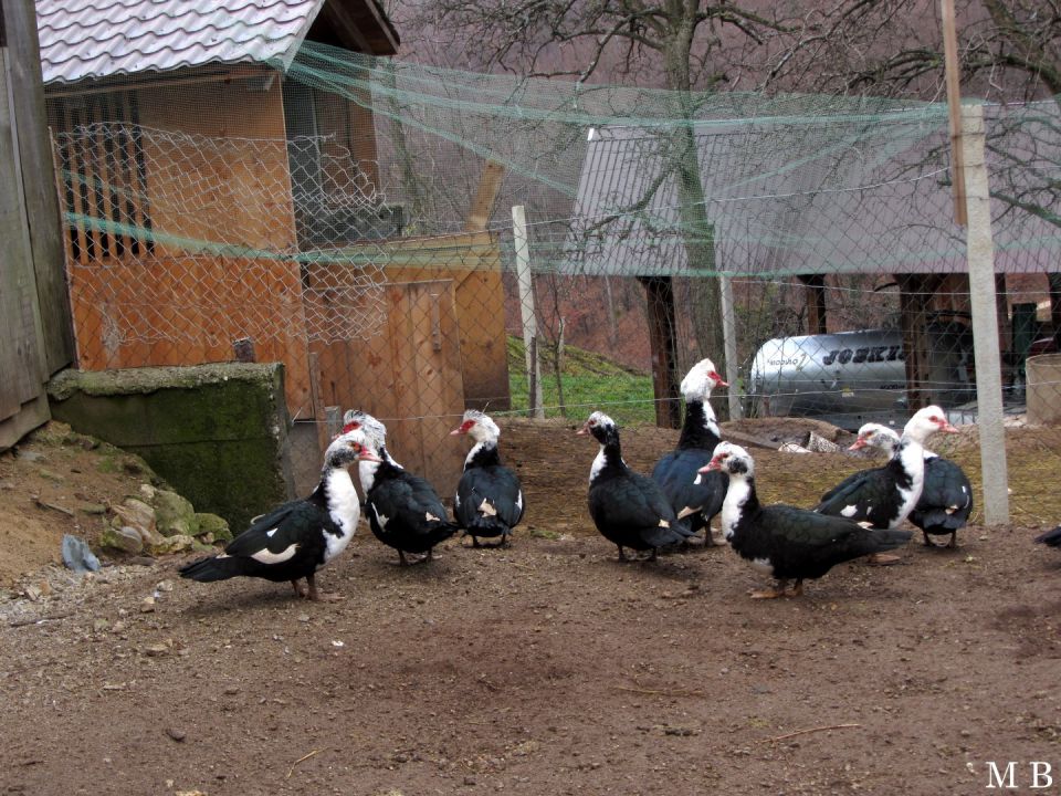 16. 12. POHOD -- RADEČE- ČELOVNIK - KINCL - RADEČE.