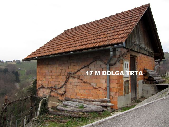 17 m. dolga trta