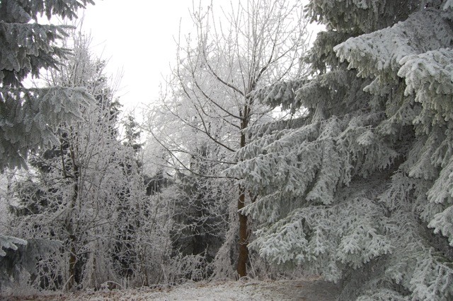 14. 2. 17 ljubljanski vrh, pivka, prestranek - foto povečava