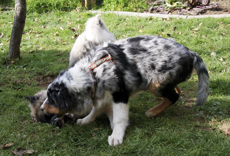 Rufus - Bunki - foto povečava