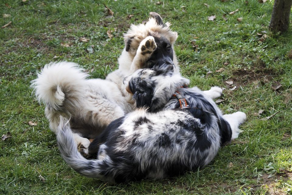 Rufus - Bunki - foto povečava