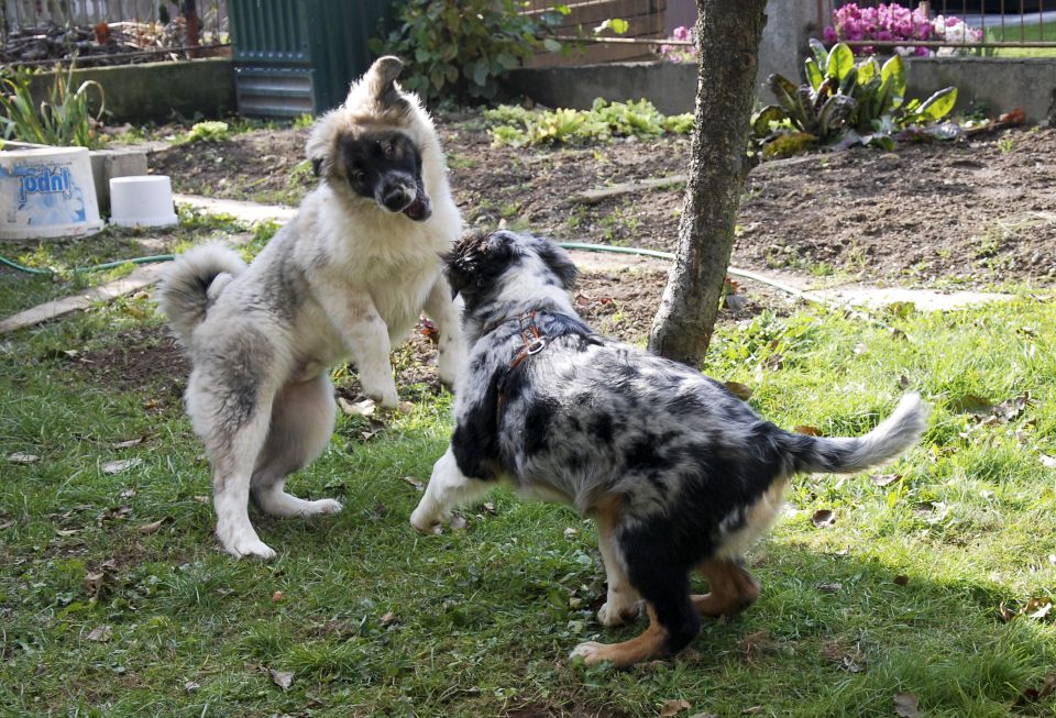 Rufus - Bunki - foto povečava