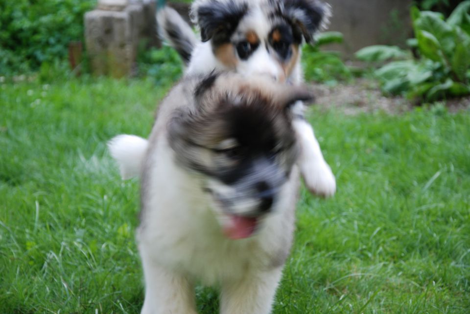 Rufus - Bunki - foto povečava