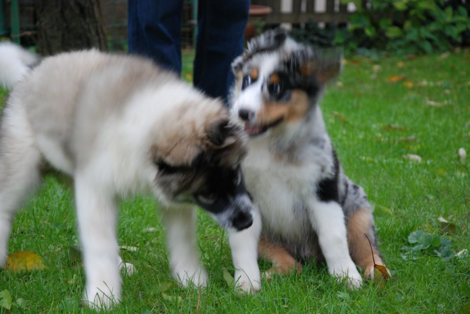 Rufus - Bunki - foto povečava