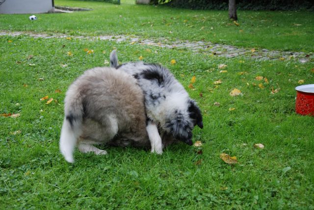 Rufus - Bunki - foto