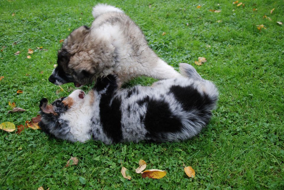 Rufus - Bunki - foto povečava