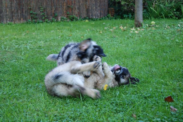 Rufus - Bunki - foto