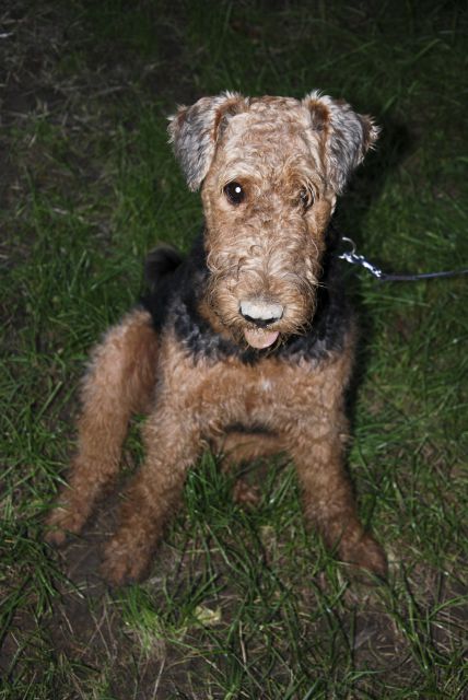 Rufus s prijatelji - foto