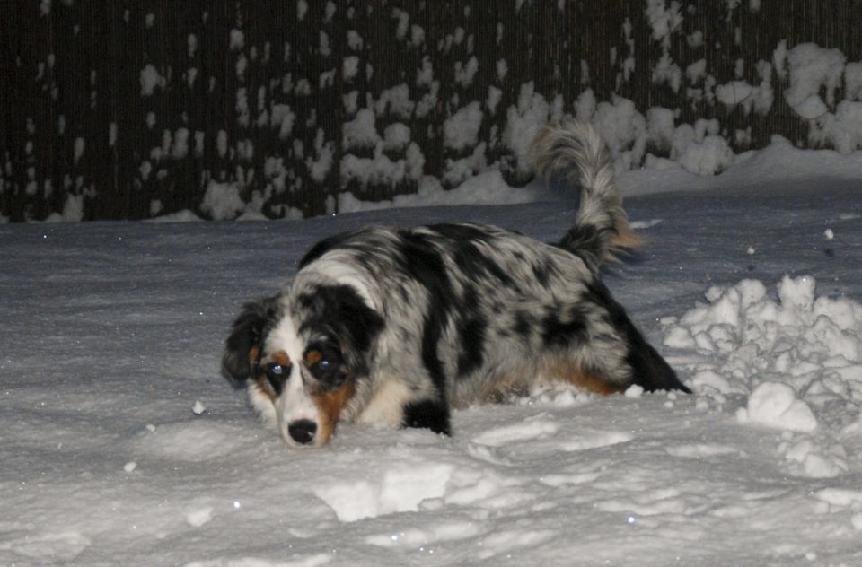 Rufus - prvi sneg - foto povečava