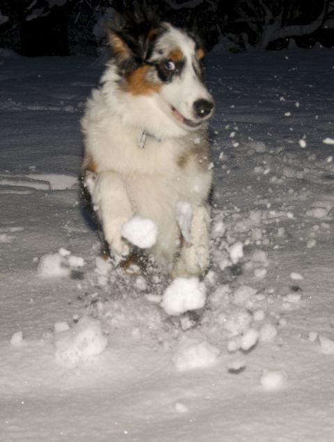 Rufus - prvi sneg - foto