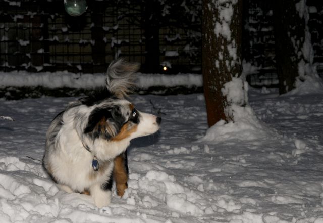 Rufus - prvi sneg - foto
