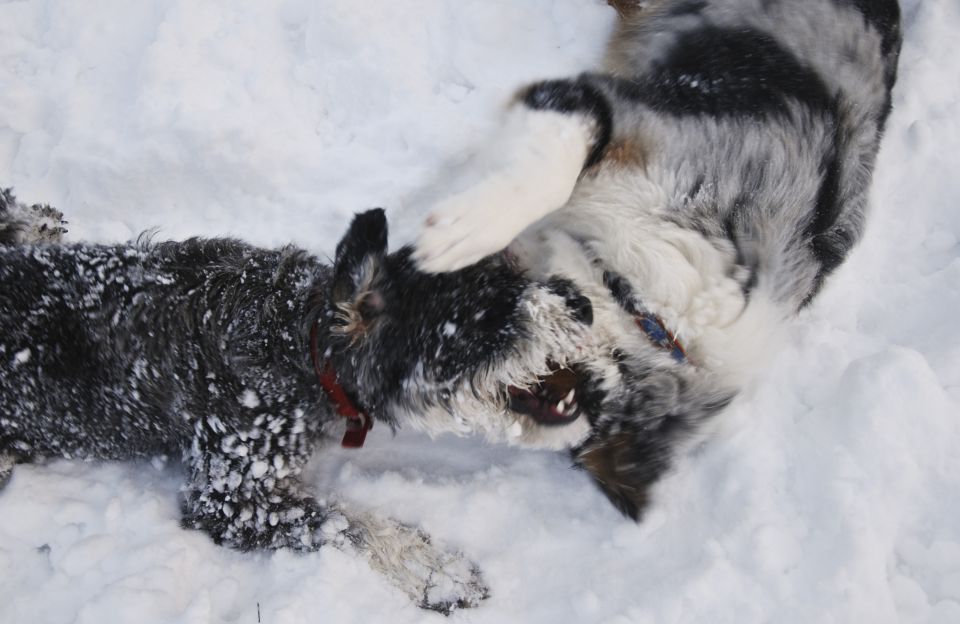 Rufus - prvi sneg - foto povečava