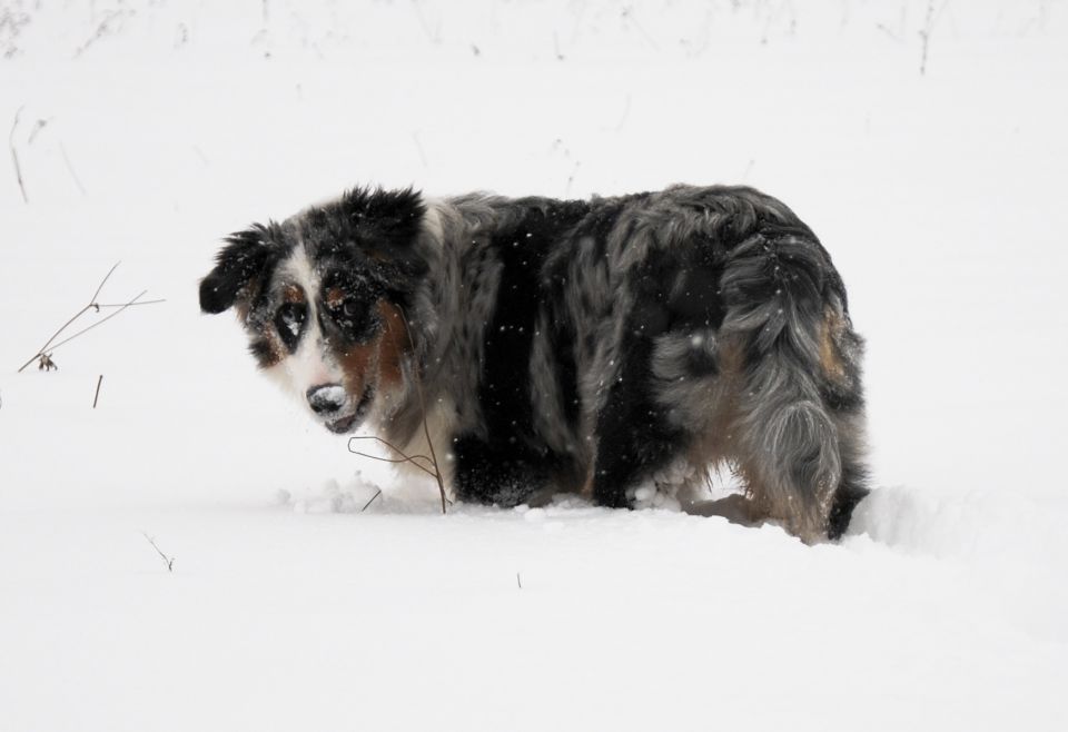 Rufus - sneg - foto povečava