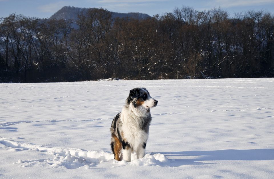 Rufus - sneg - foto povečava