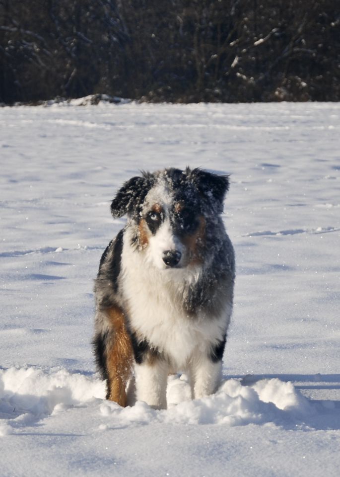 Rufus - sneg - foto povečava