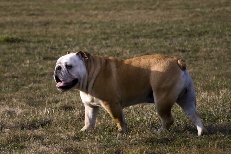 Rufus 8 mesecev - foto povečava