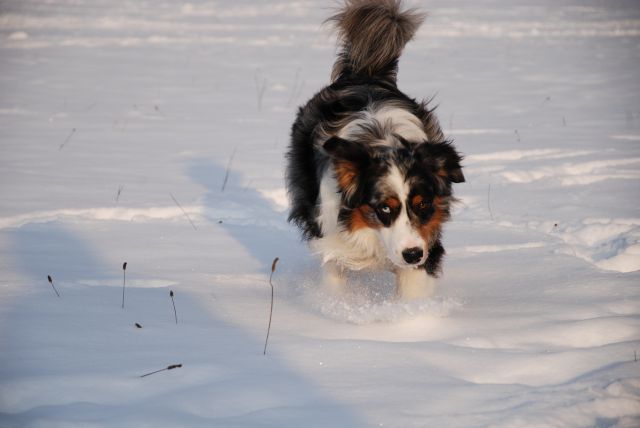 Končno sneg - Rufus - foto