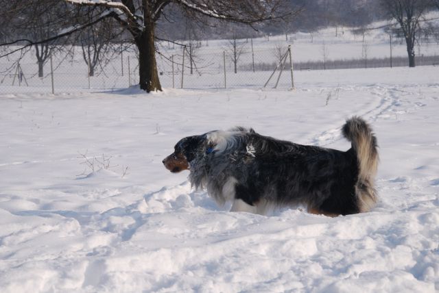 Končno sneg - Rufus - foto