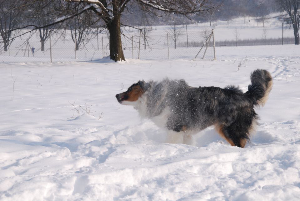 Končno sneg - Rufus - foto povečava