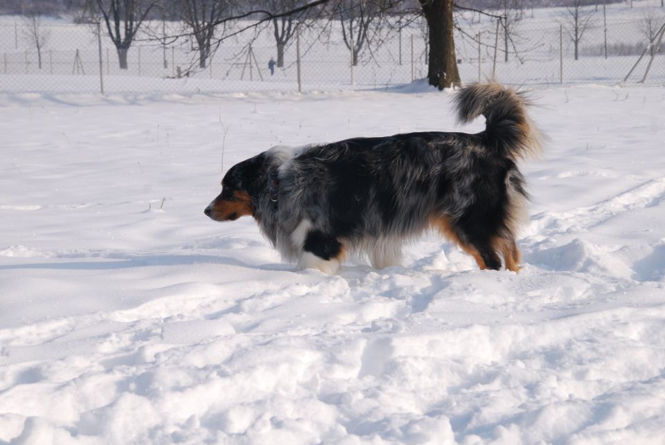 Končno sneg - Rufus - foto povečava