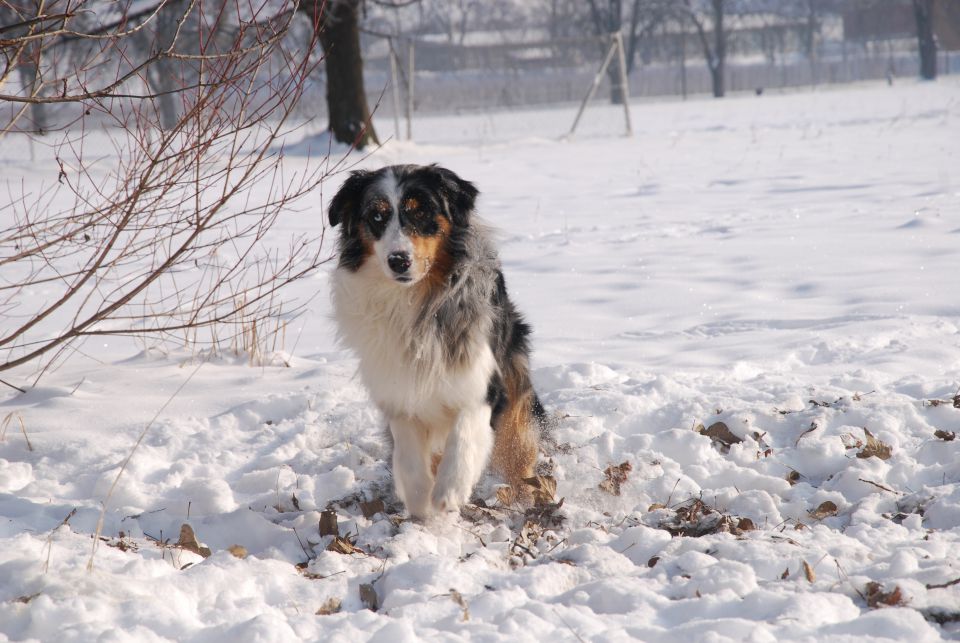 Končno sneg - Rufus - foto povečava