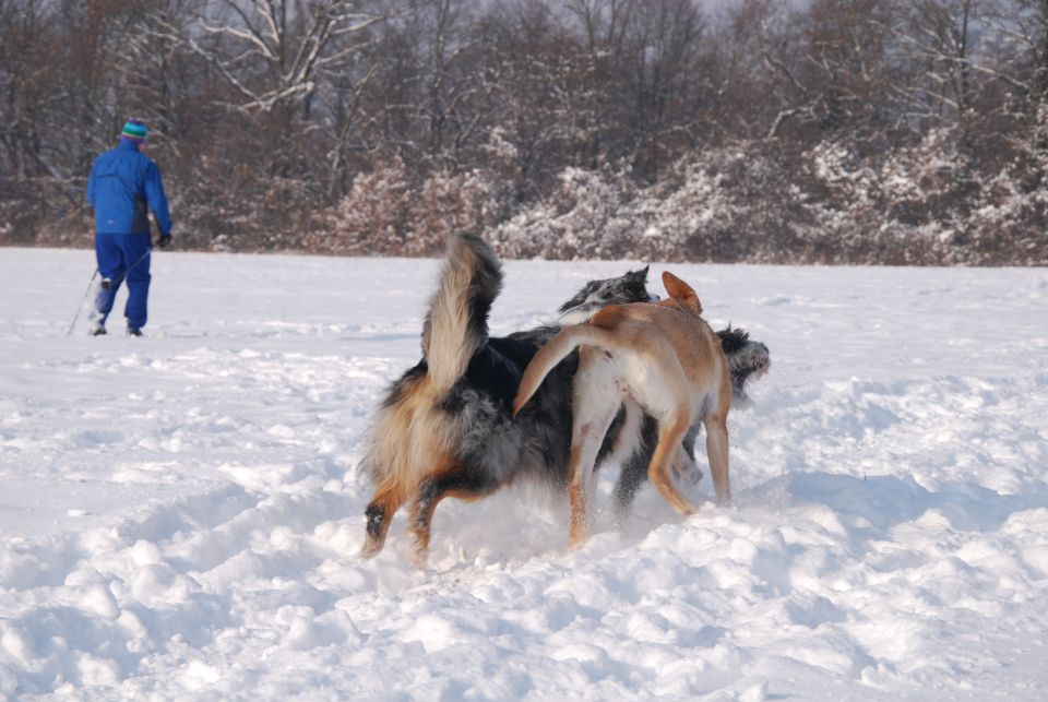 Končno sneg - Rufus - foto povečava