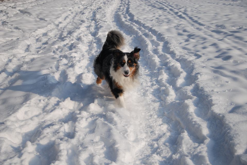 Končno sneg - Rufus - foto povečava