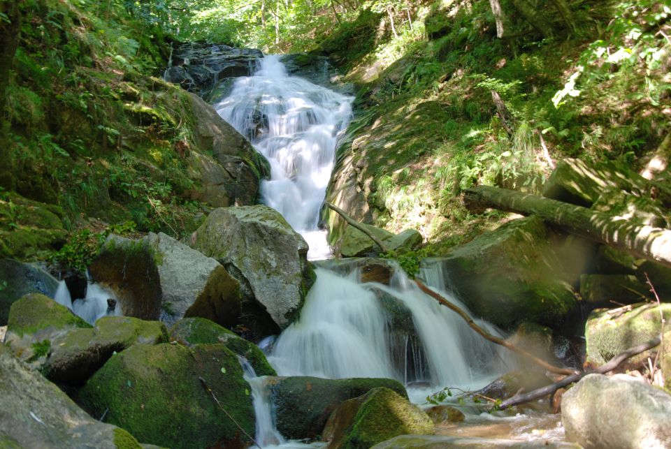 Bistriški vintgar, avg 2012 - foto povečava