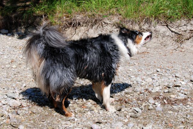 Rufus na dopustu - foto