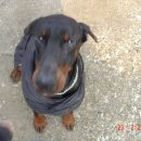 Dobermann