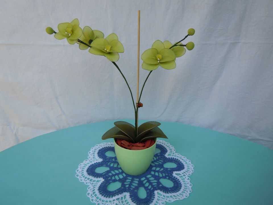 Orhideje  - foto povečava