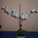 orhideje 2