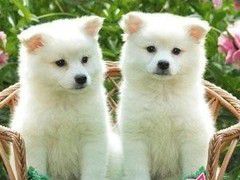 Dva bela psička