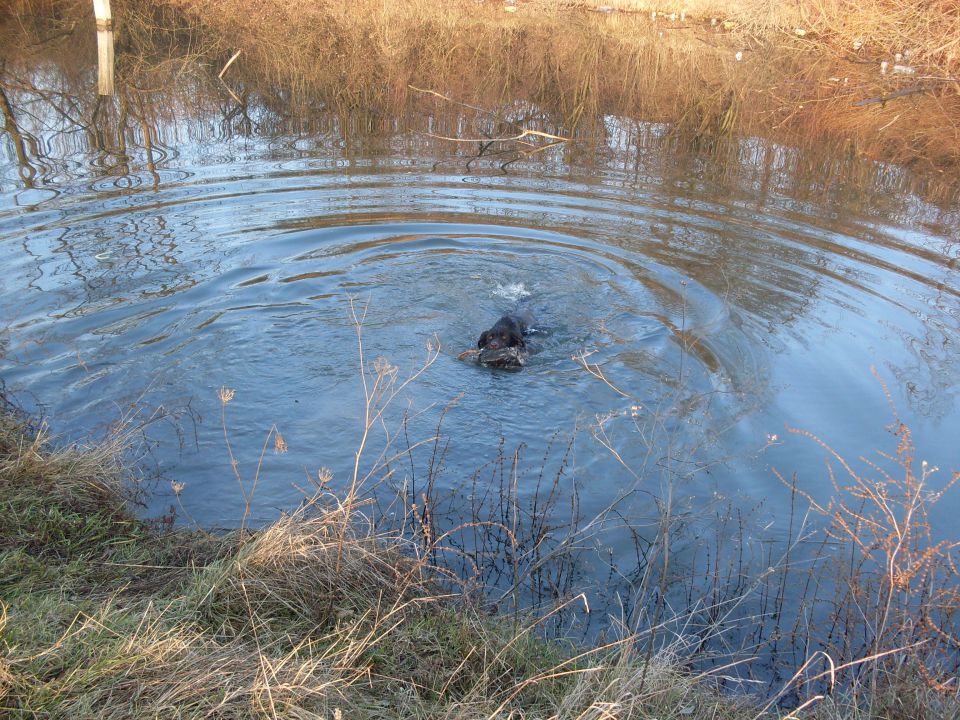 Psi - foto povečava