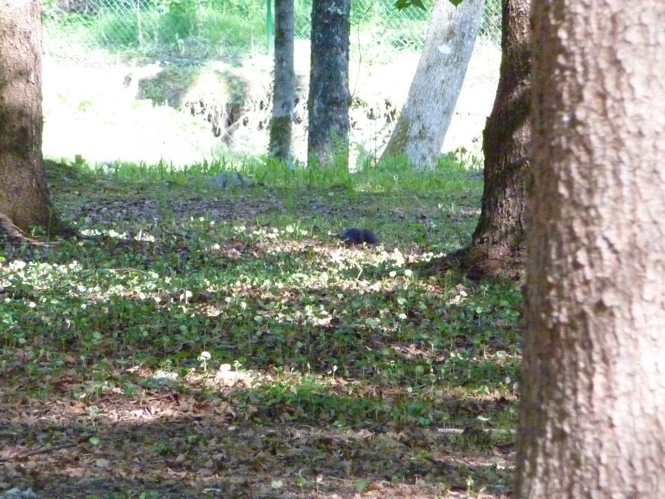 Arboretum Volčji Potok - foto povečava