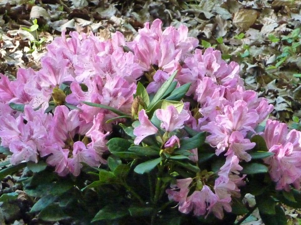 Arboretum Volčji Potok - foto povečava