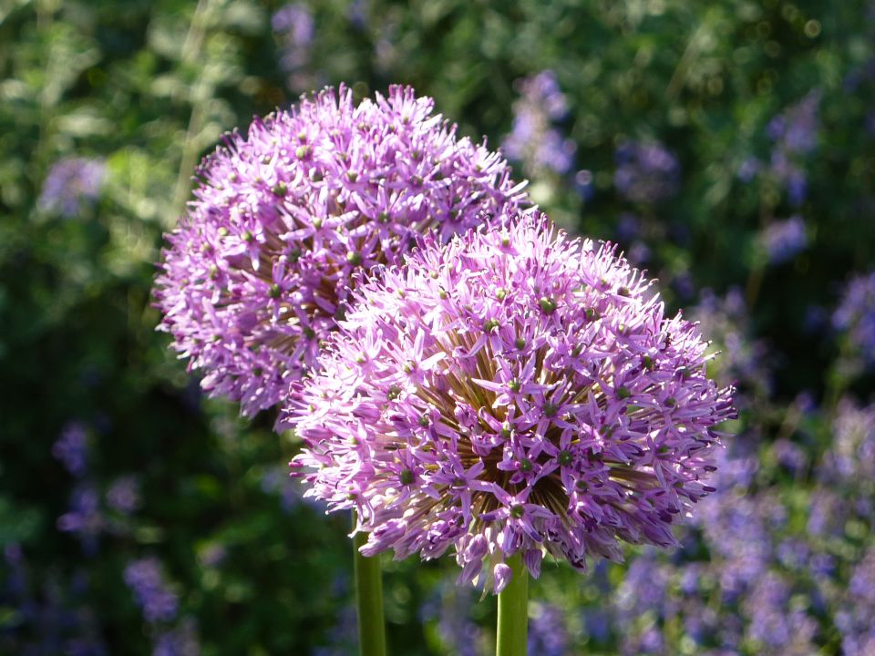 Arboretum Volčji Potok - foto povečava