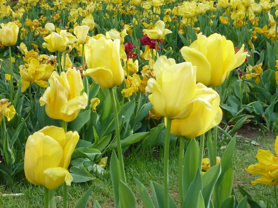 Arboretum Volčji Potok - foto povečava