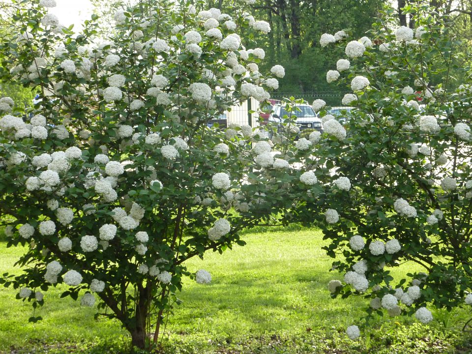 Arboretum Volčji Potok - foto povečava