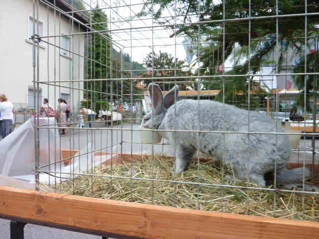 Sejem  živali  v Kamniku  - foto
